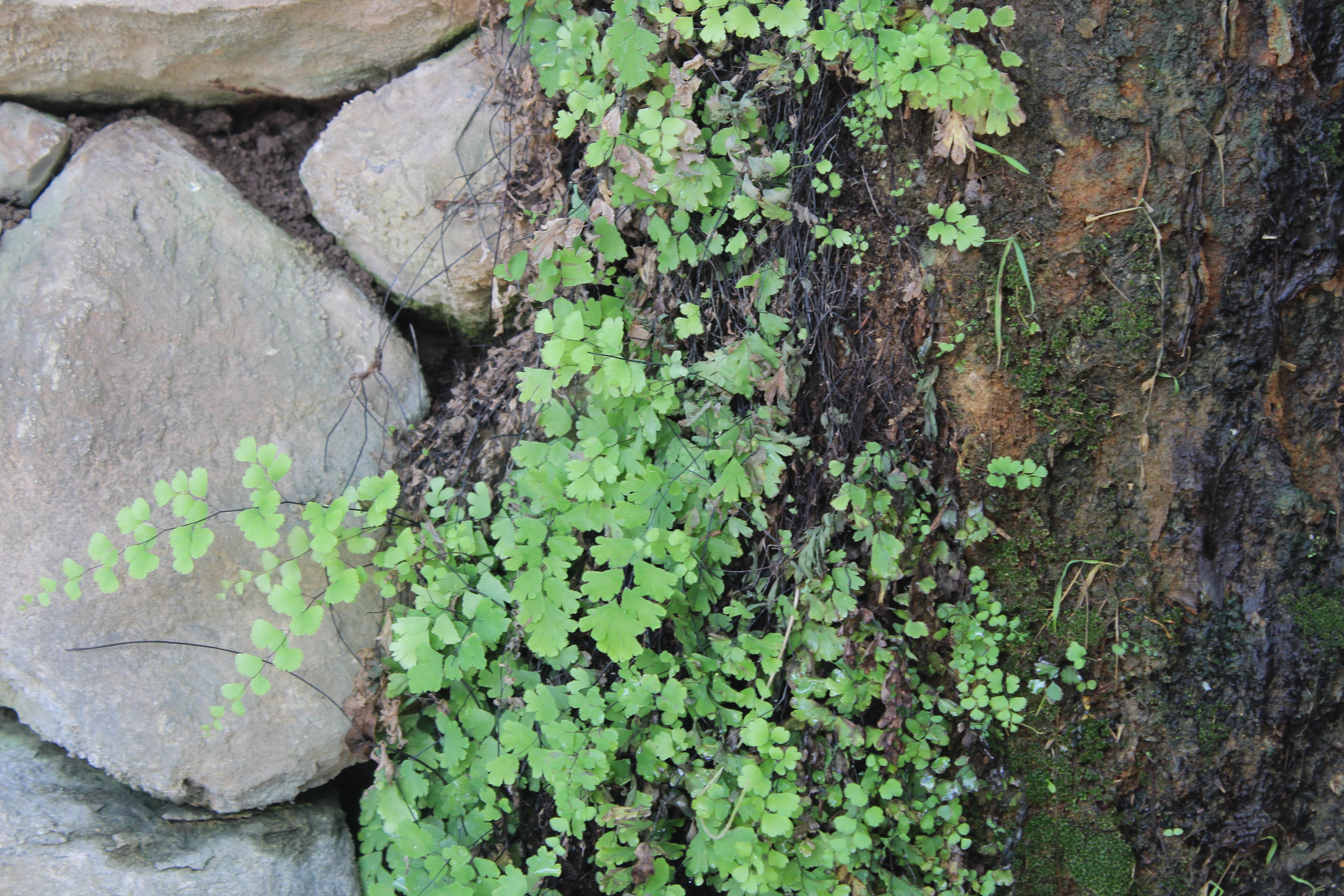 Plant Image